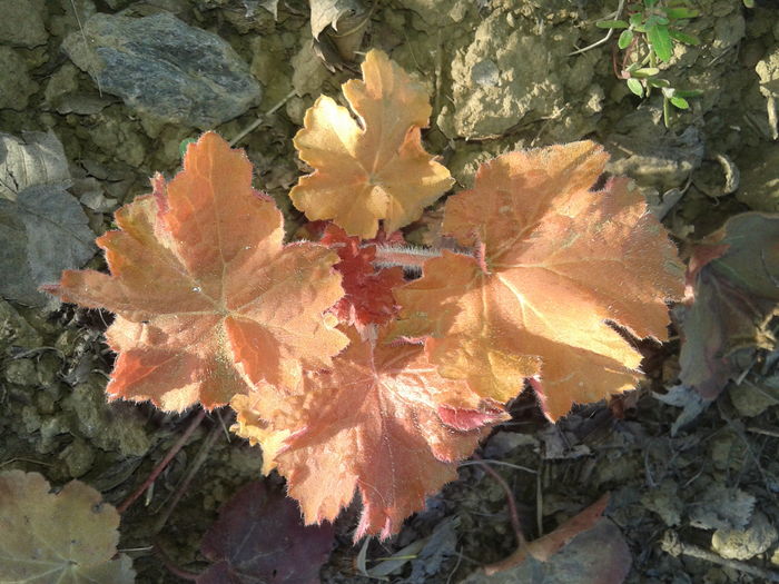 heuchera primita de la Floralia - Hosta si Heuchere-achizitii