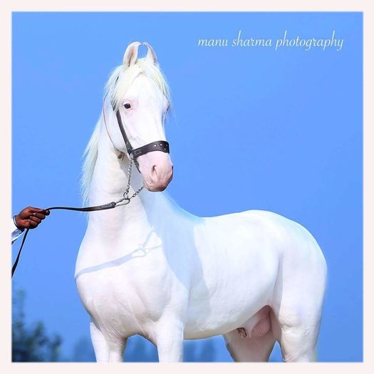 FB_IMG_1454658778298