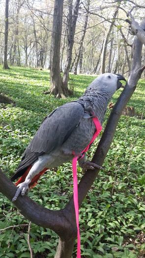 mAYA 2 - papagal Jako --Maya