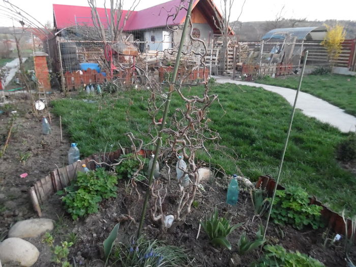 Corylus Avellana Contorta - x Arbusti si liane 2016