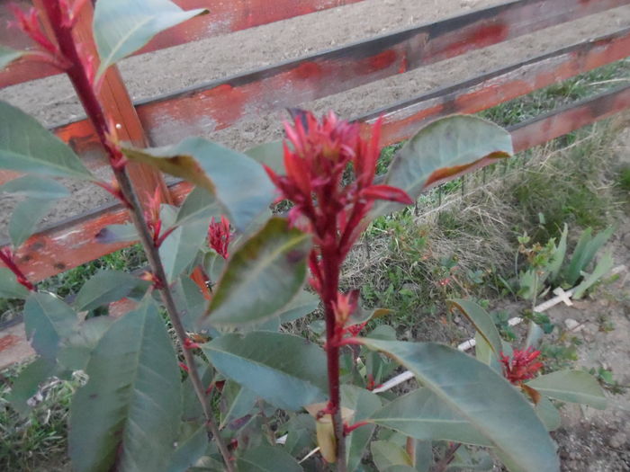 Photinia Fraseri red Robin - x Arbusti si liane 2016