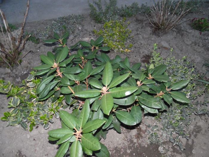 rhododendron iernat la ghiveci