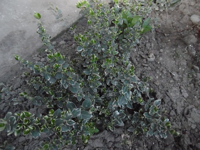 euonymus tarator