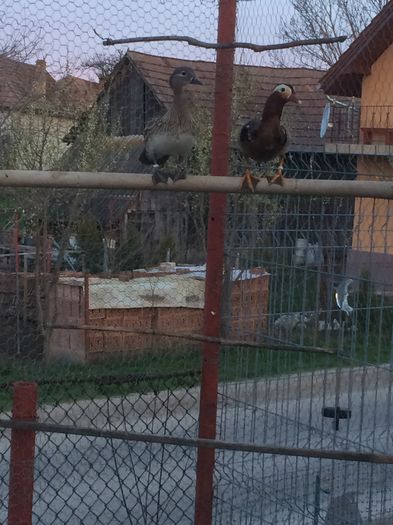 image - Pasari De Apa