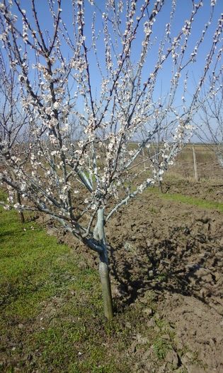 T 2016 468 - A sosit primavara in livada
