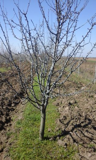 T 2016 474 - A sosit primavara in livada