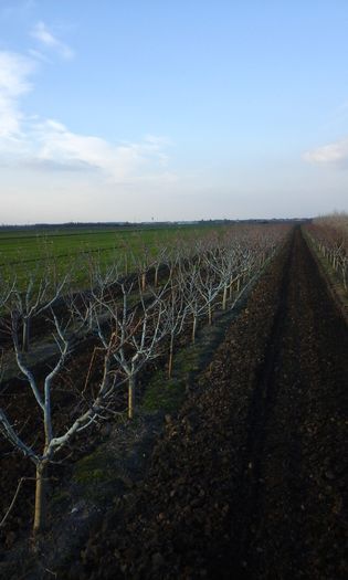 T 2016 482 - A sosit primavara in livada