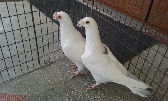 20160402_140010 - Matca voiajori stil vechi