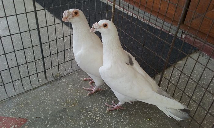 20160402_140019 - Matca voiajori stil vechi