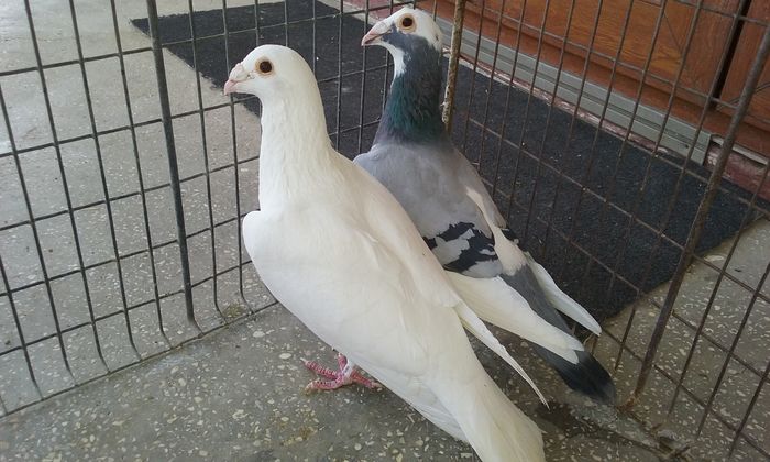 20160402_140228 - Matca voiajori stil vechi