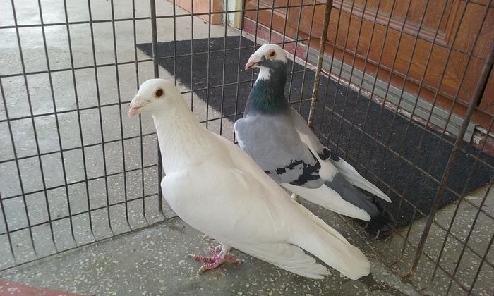 20160402_140259 - Matca voiajori stil vechi