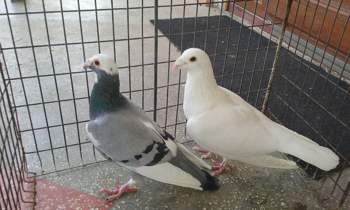 20160402_140344 - Matca voiajori stil vechi