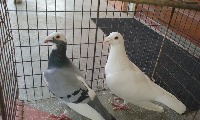 20160402_140412 - Matca voiajori stil vechi