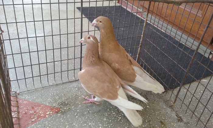 20160402_141836 - Matca voiajori stil vechi