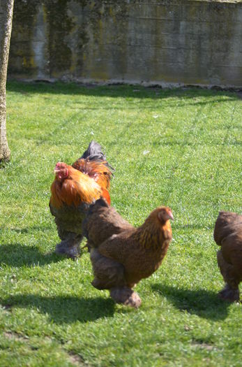 019 - matca potirnichiu pe albastru pitic