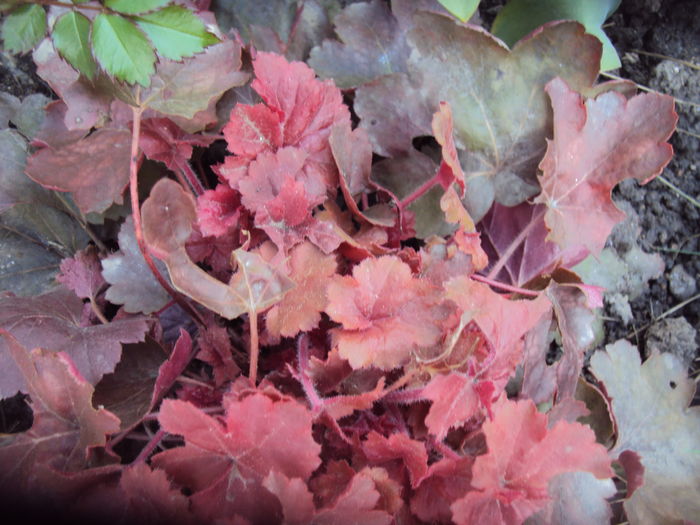 A fost atacata! - 2016 Heuchera