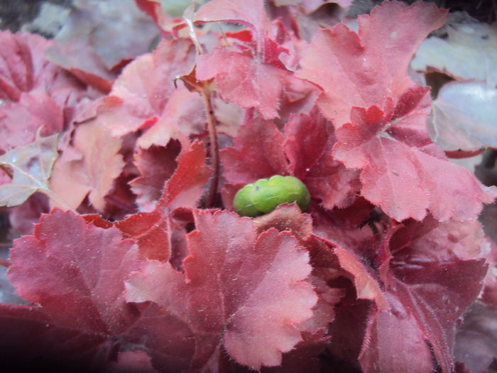 Am prins vinovatul! - 2016 Heuchera