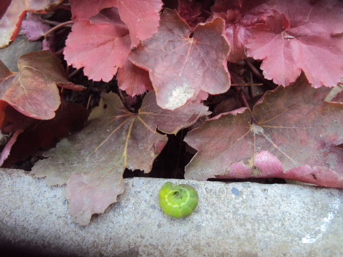 DSC08918 - 2016 Heuchera