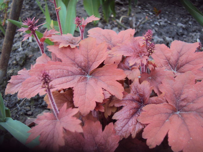 Vrea sa infloreasca - 2016 Heuchera