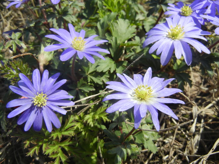 Anemone Blue Shades (2016, March 30)