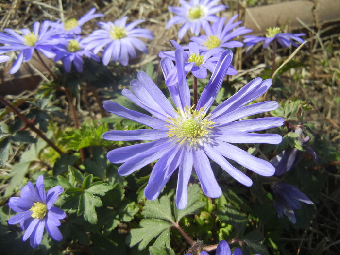 Anemone Blue Shades (2016, March 30)