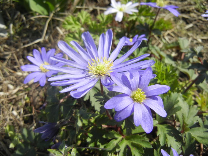 Anemone Blue Shades (2016, March 30)