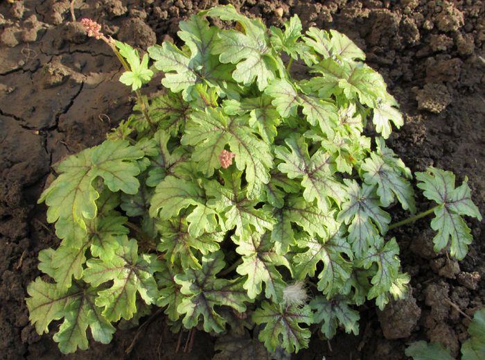 3 aprilie,heucherella_tapestry - 2016 heuchera heucherella brunnera