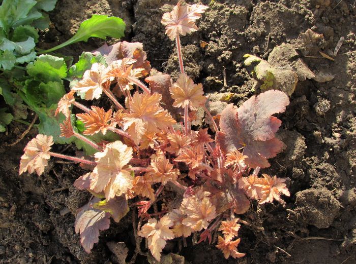 3 aprilie,heucherella-golden-zebra - 2016 heuchera heucherella brunnera