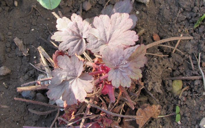 heuchera Sugar Plum, salvata :)) - 2016 heuchera heucherella brunnera