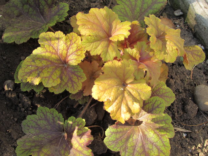 electra :)) - 2016 heuchera heucherella brunnera