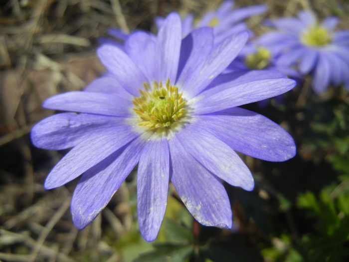 Anemone Blue Shades (2016, March 30)