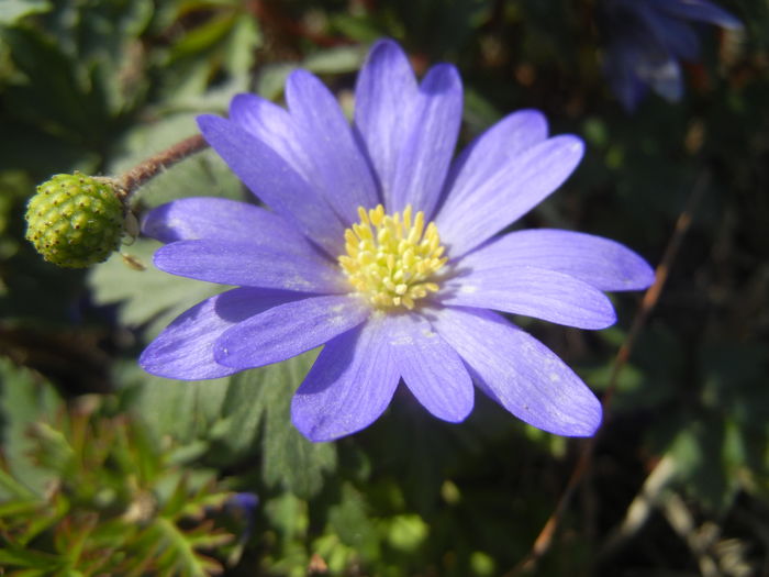 Anemone Blue Shades (2016, March 30)