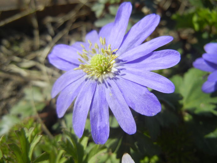 Anemone Blue Shades (2016, March 30)