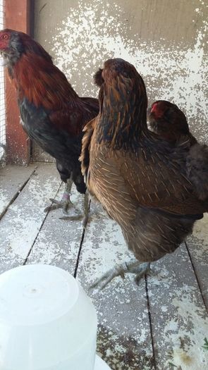 IMG-20160401-WA0014 - ARAUCANA achizitie Germania