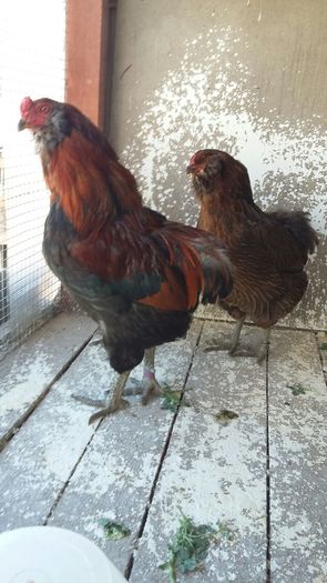 IMG-20160401-WA0012 - ARAUCANA achizitie Germania