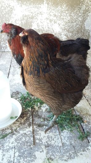 IMG-20160401-WA0011 - ARAUCANA achizitie Germania