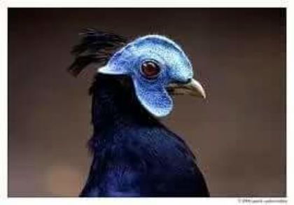 FB_IMG_1459608501046