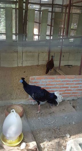 FB_IMG_1459593446164