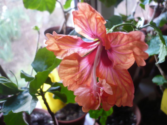 P1250581 - HIBISCUSI 2016-1