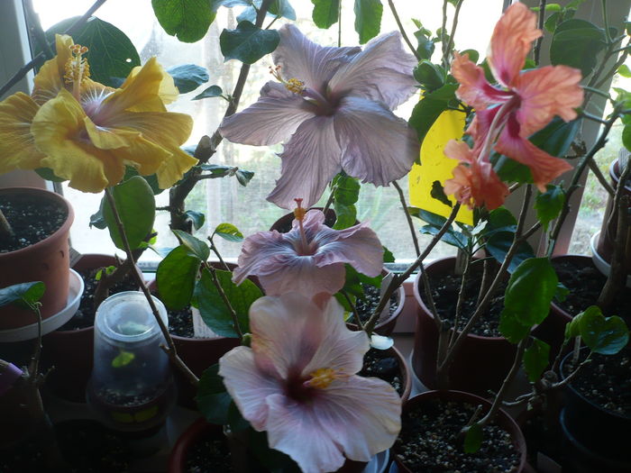 P1250600 - HIBISCUSI 2016-1