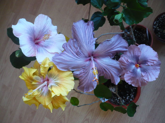 P1250601 - HIBISCUSI 2016-1