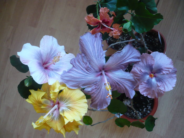P1250602 - HIBISCUSI 2016-1