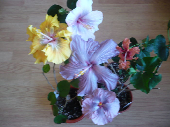 P1250603 - HIBISCUSI 2016-1