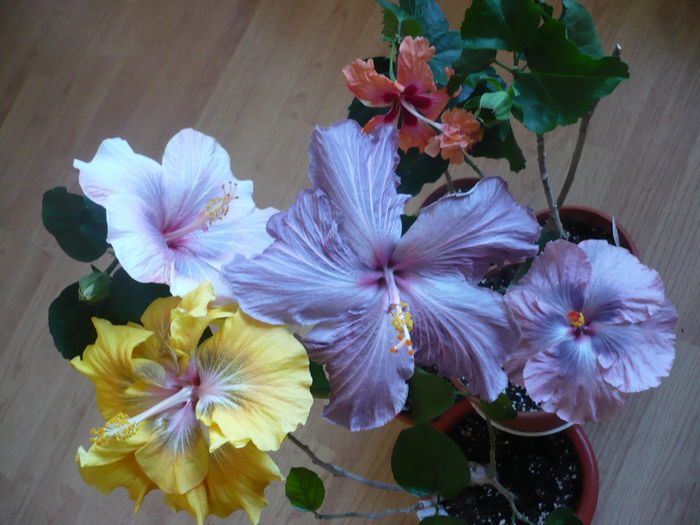 P1250604 - HIBISCUSI 2016-1