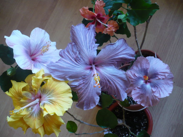 P1250605 - HIBISCUSI 2016-1