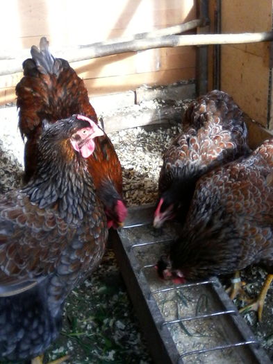 IMG_20160403_092654 - WYANDOTTE ROSU-ALBASTRU 2015-2016
