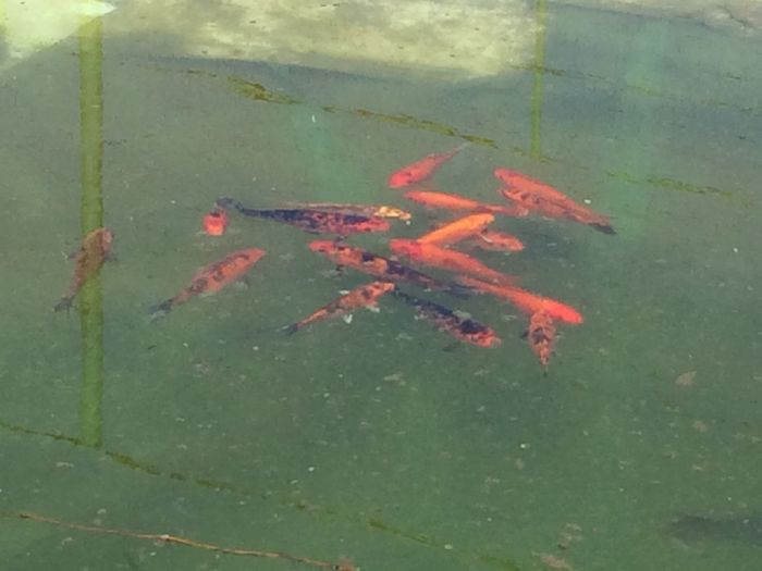 image - Crap koi