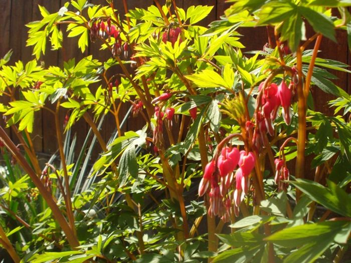 debut de aprilie (3)