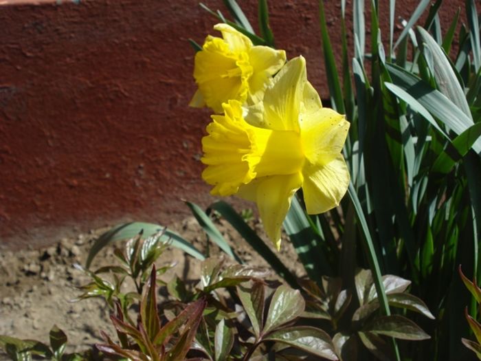 debut de aprilie (18)