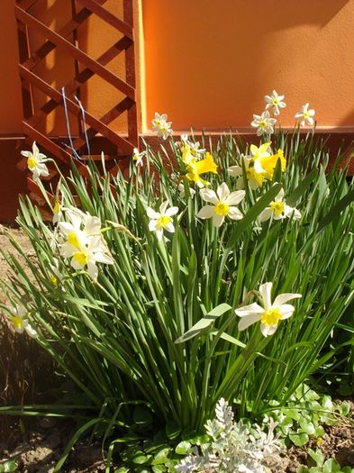 debut de aprilie (20)